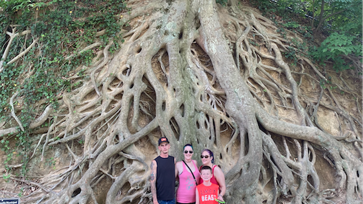 Austin Haraburda, Amanda Gentieu, Jenni Marshall and Dillon Haraburda (in front) visited Greenville’s favorite tree Thursday, May 27., 2021