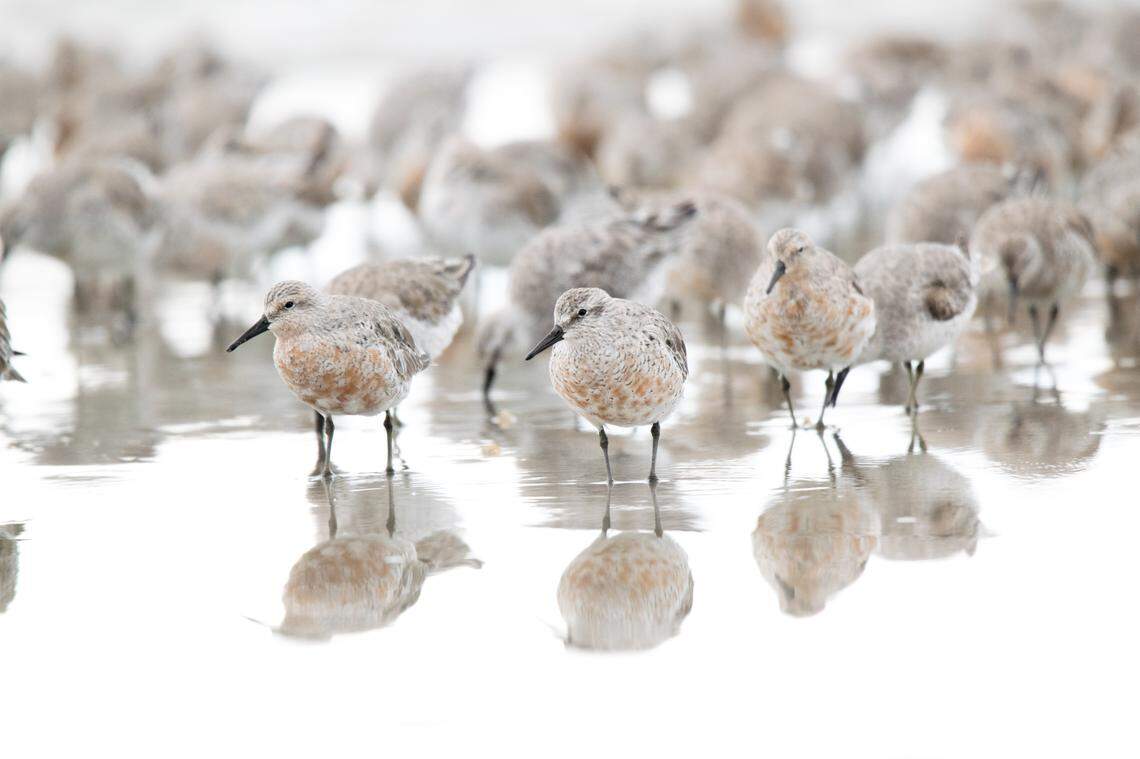 Hundreds of red knots have already been spotted in Cape Romain this spring. That’s an indication that horseshoe crabs are now, or will soon be, spawning, biologist Joseph Merril Lynch declared in a court filing.