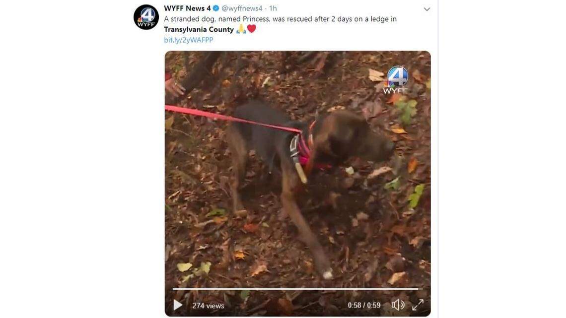 This screenshot shows Princess, a dog who was rescued after getting stuck on a cliff during a recent bear hunting trip.