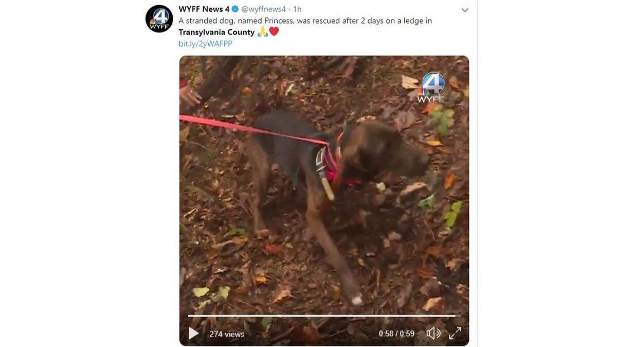 This screenshot shows Princess, a dog who was rescued after getting stuck on a cliff during a recent bear hunting trip.