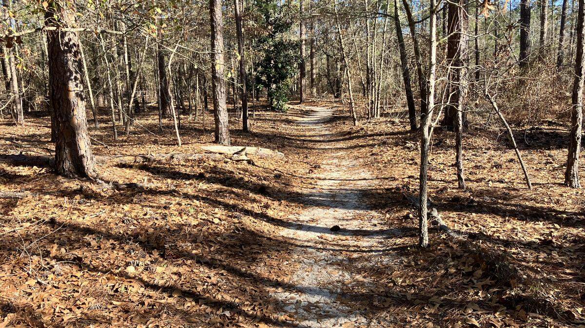 The Palmetto Trail is South Carolina’s only mountains-to-the-sea hiking path. The section in this photograph, taken in January 2026, is along Leesburg Road at Fort Jackson in Columbia.