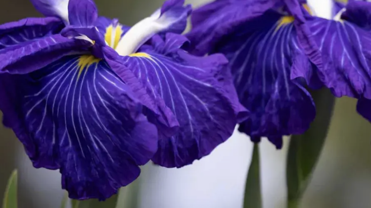 Sumter’s Iris Festival is the longest continuous festival in South Carolina.