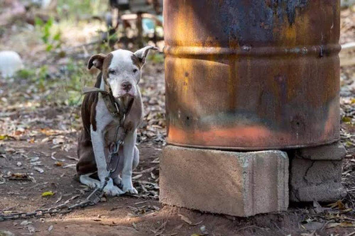 Dog-fighting rings mistreat dogs, often leaving them chained up outside. This animal was found in South Carolina during a dog-fighting investigation.