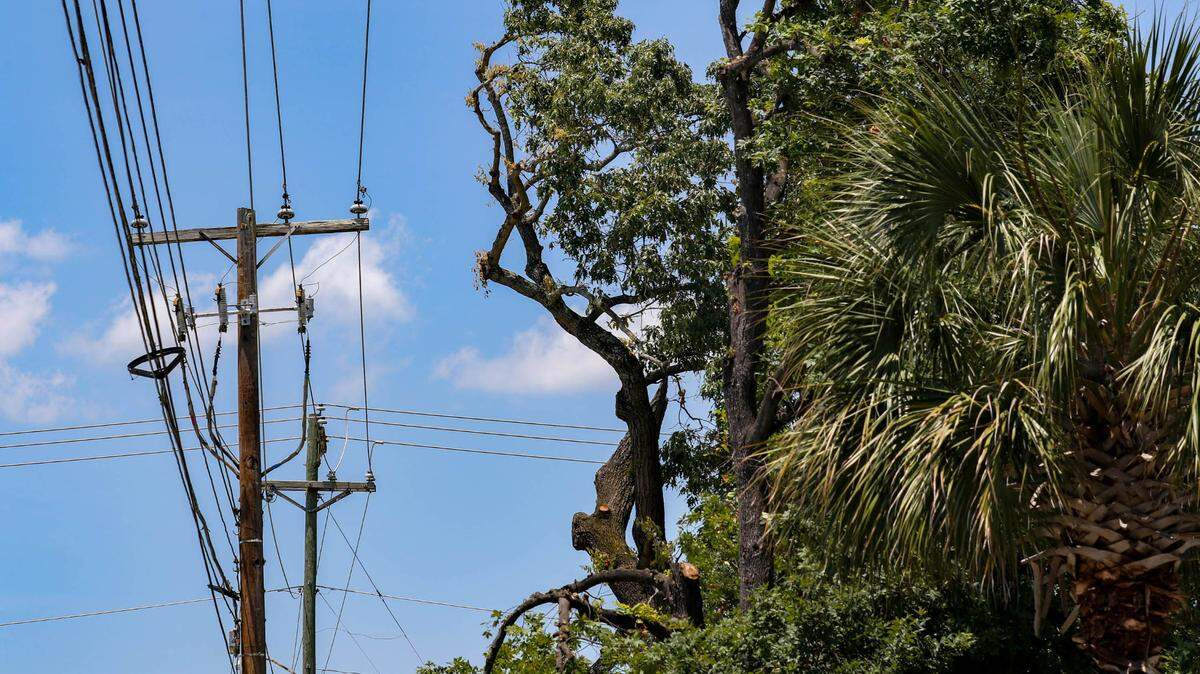 Trees along Devine Street in Columbia were recently drastically cut away from power lines by contractors working with Dominion.