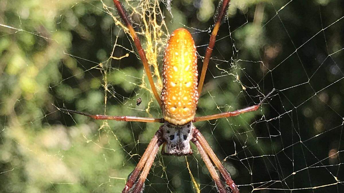 Golden spider at Saluda Shoals