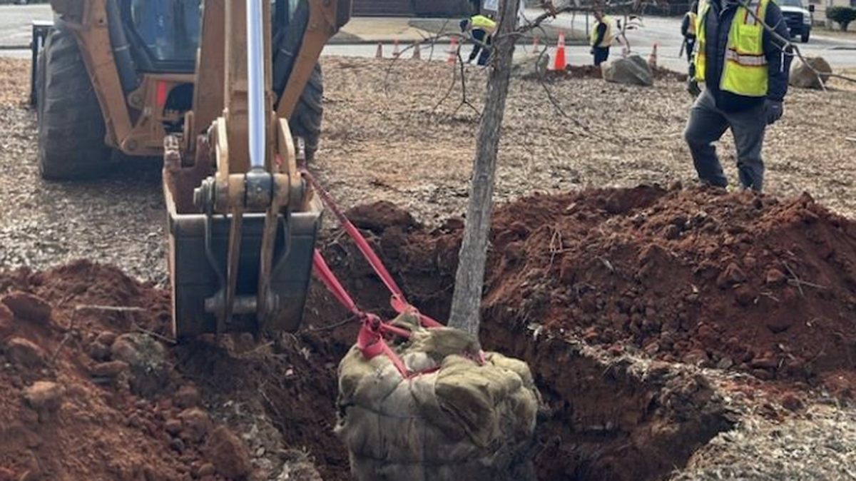 The city of Greenville has planted nearly 500 trees on city property since Tropical Storm Helene roared through South Carolina in September.