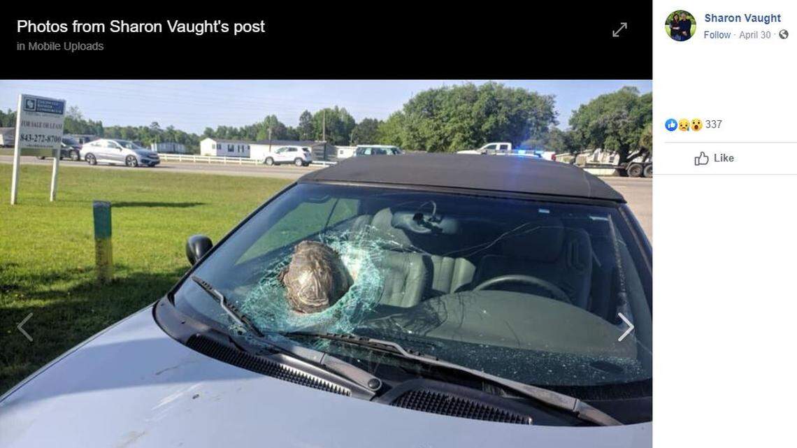 A turtle wound up smashing into a South Carolina driver’s windshield.