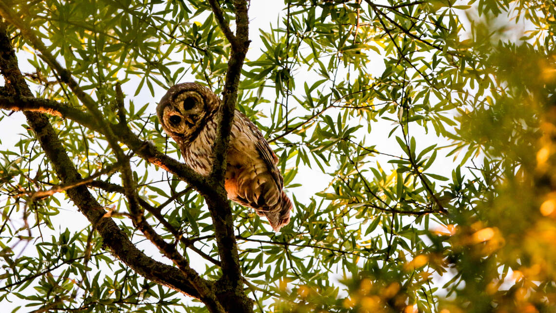 Ditch the ponytail and leash your dogs: How to stay safe from an owl attack