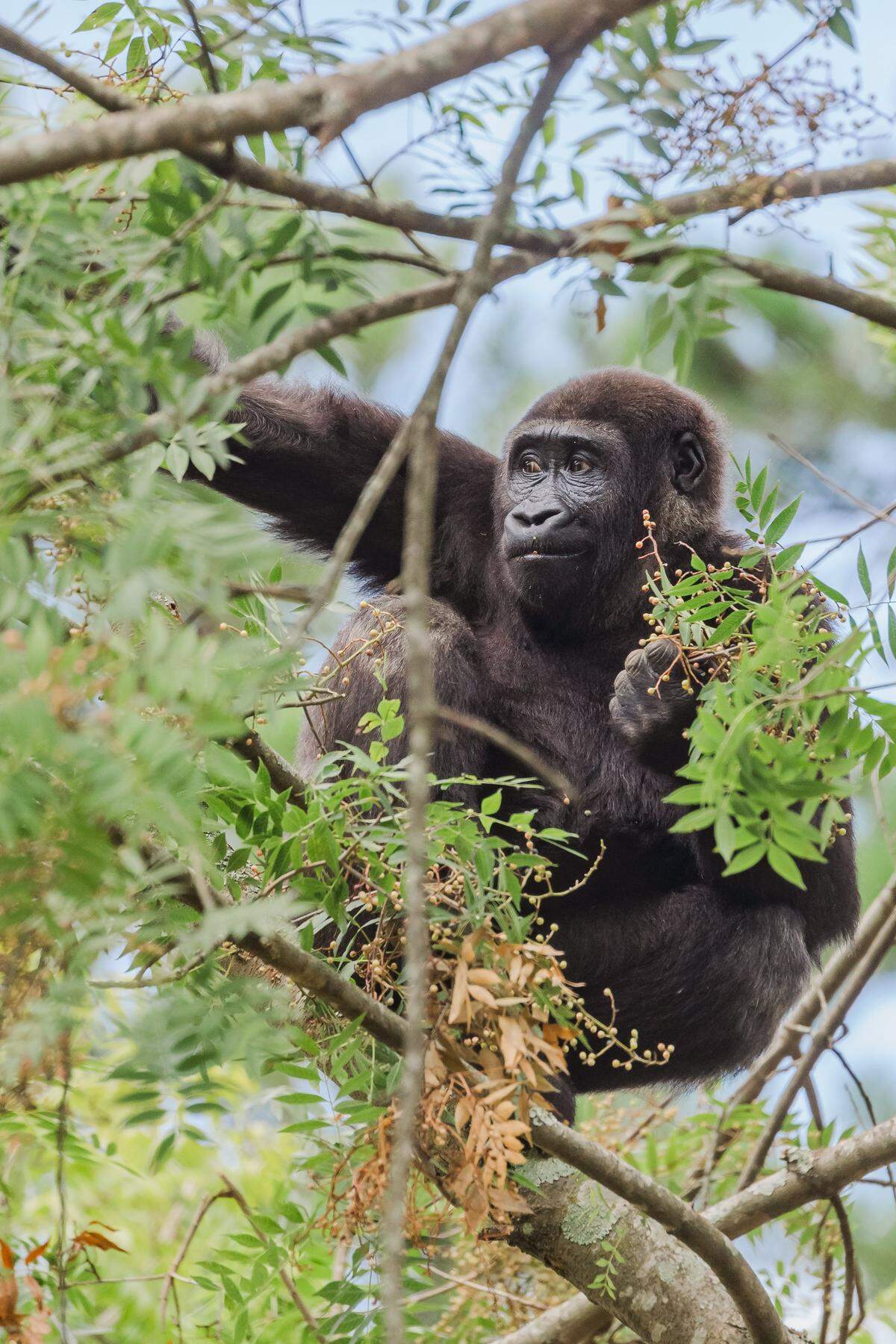 Gorilla Moyo sits in a tree at the Riverbanks Zoo, 2023.
