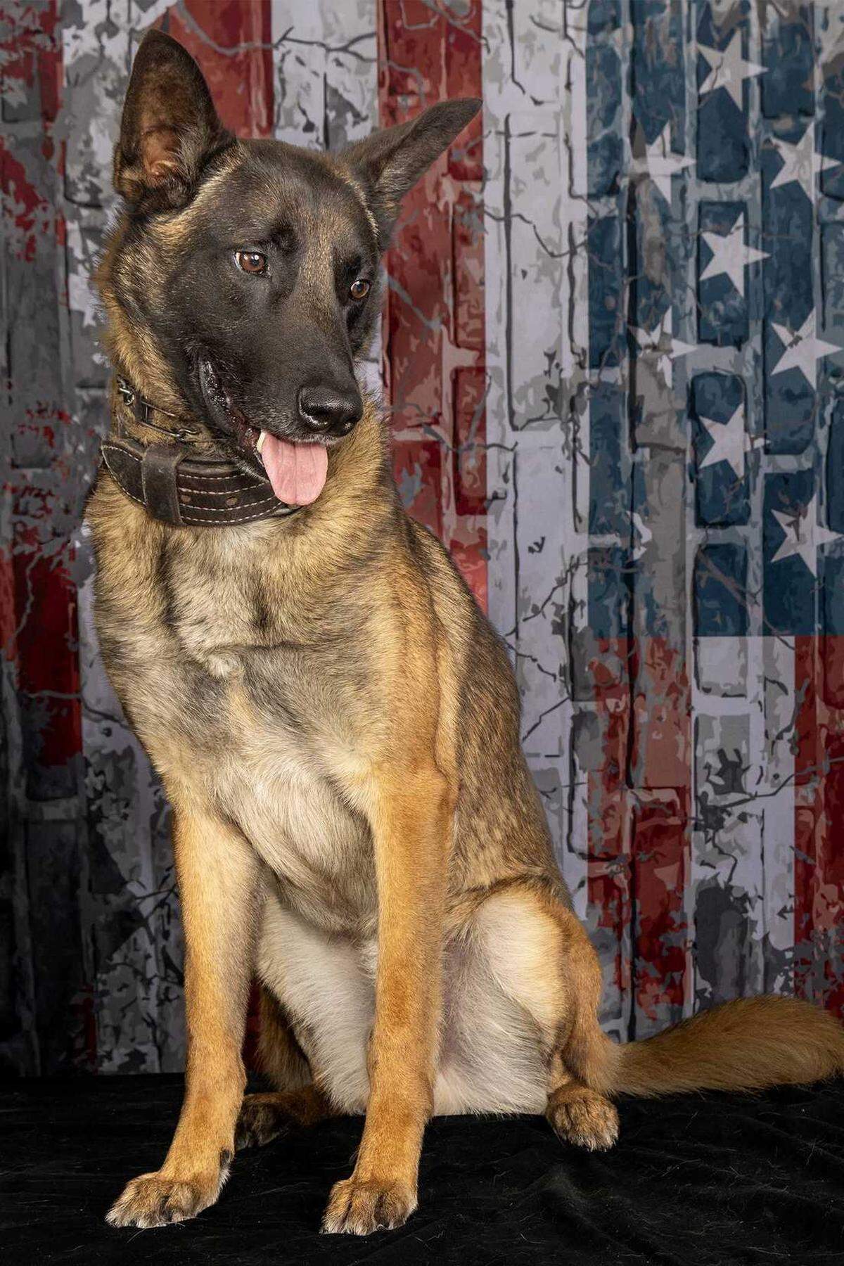 K9 Wick with the Richland County Sheriff’s Department was struck by a car while pursuing the suspect of a stolen vehicle across I-77 on June 20, 2024.