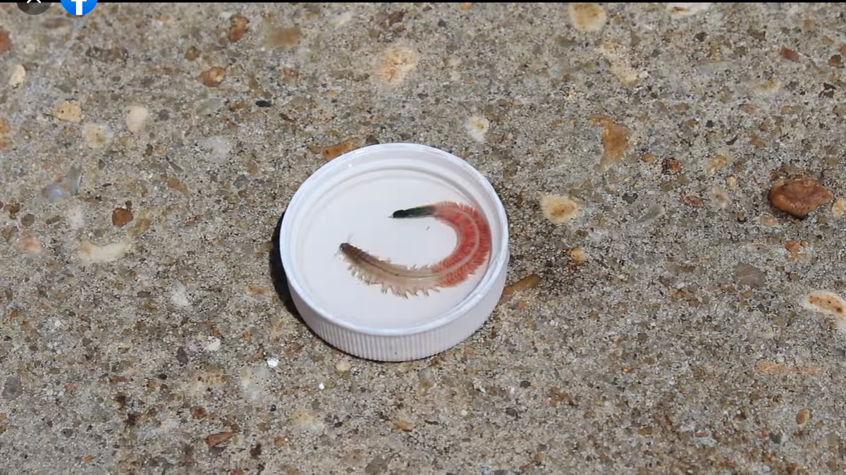 An epitoke swims in a bottle cap.