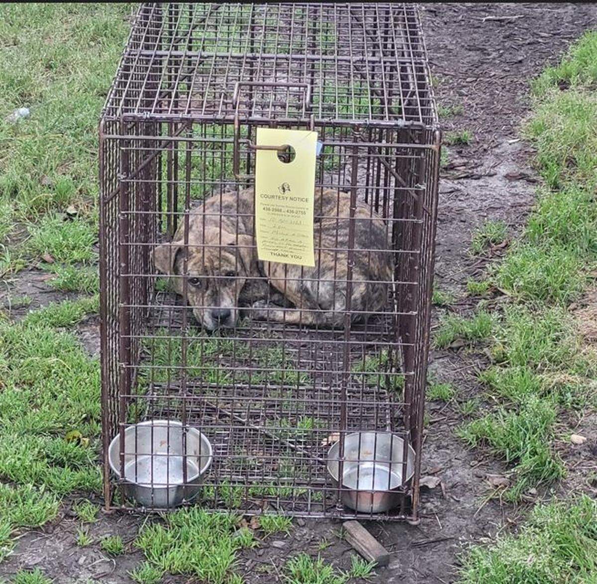 A dog that was involved in an attack on a woman was captured.