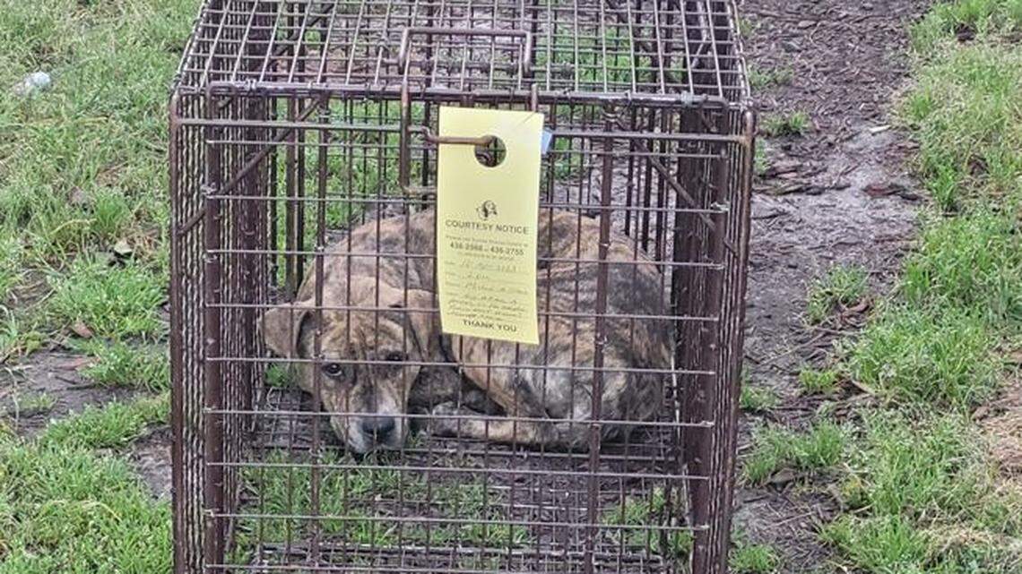 Search ends for dog that mauled woman, and the animal will be euthanized, SC cops say