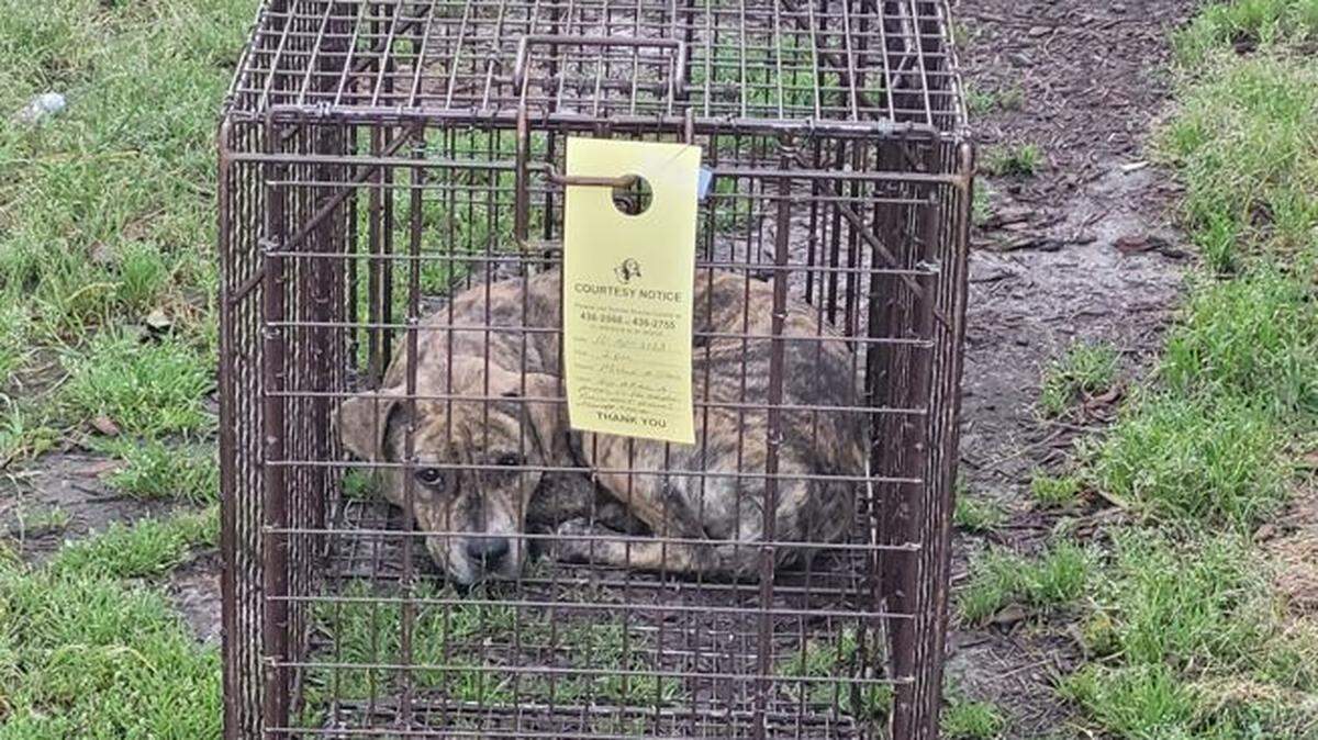 A dog that was involved in an attack on a woman was captured.