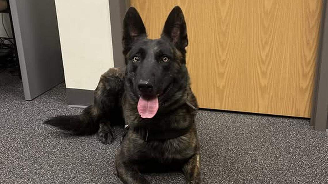 Half a pound of fentanyl seized during traffic stop, South Carolina sheriff says