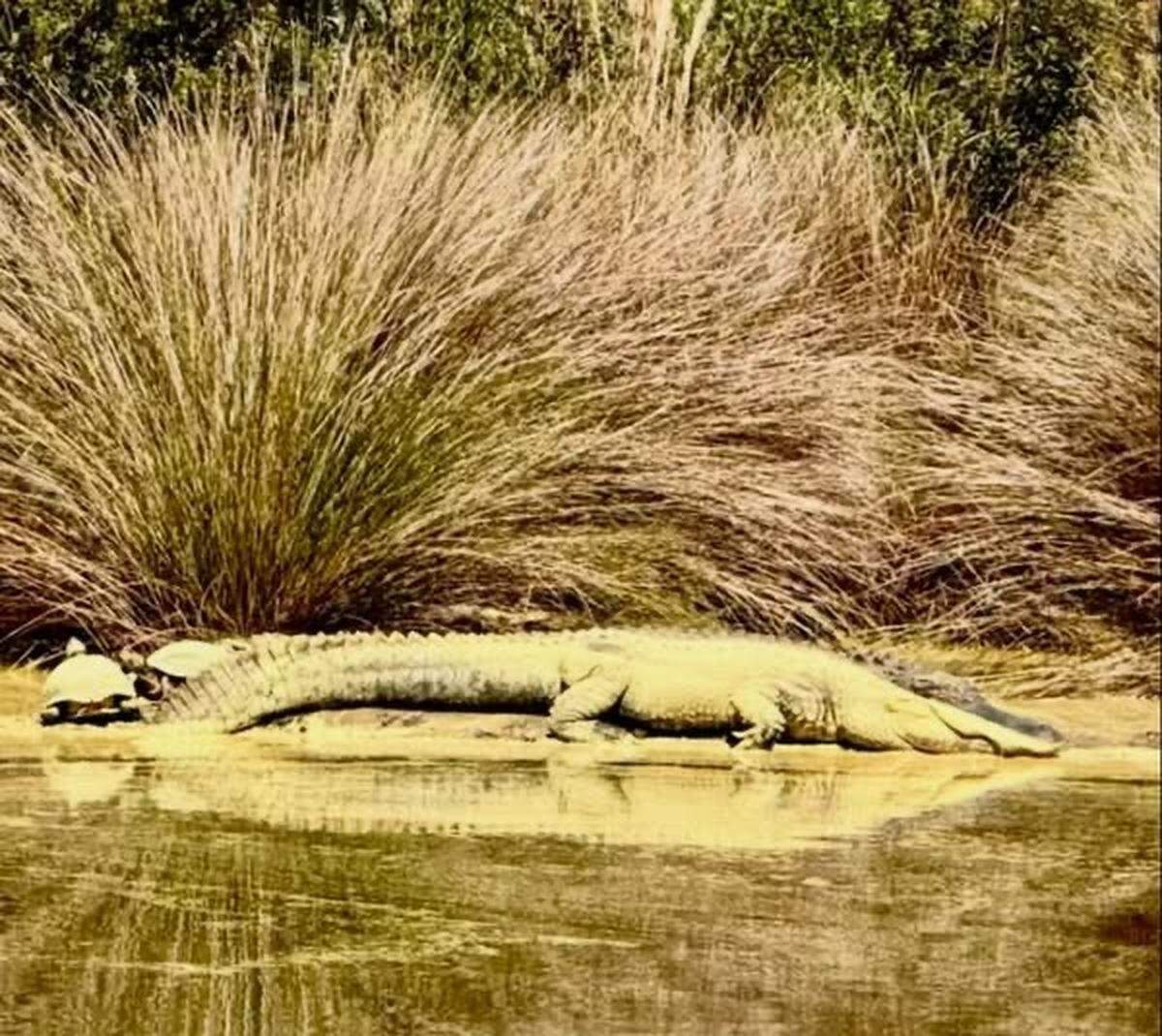 An image of an alligator coated in yellow pollen in South Carolina.