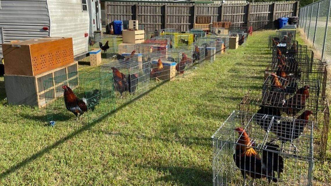 Law enforcement officers seized 112 chickens at the South Carolina site and charged 38 people with cockfighting, the Chesterfield County Sheriff’s Office says.