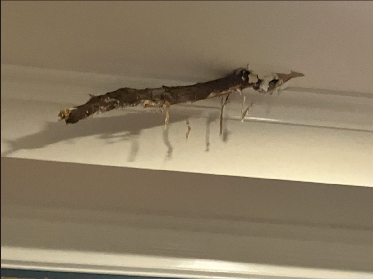 A tree branch protrudes from the ceiling in the Shanabrooks’ bedroom after a tree fell on their house.