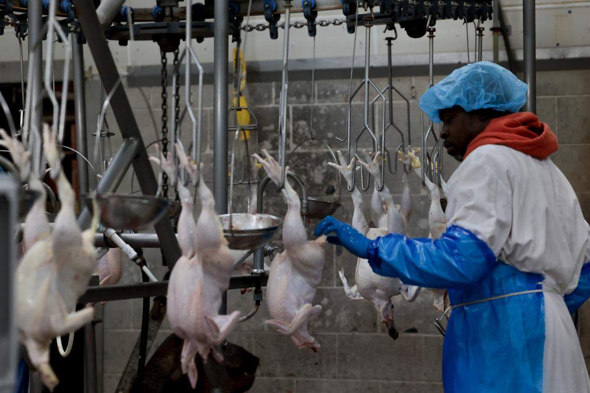 Workers processes poultry at Williamsburg Packing Co. in Kingstree, S.C. on Wednesday, Feb. 19, 2025.