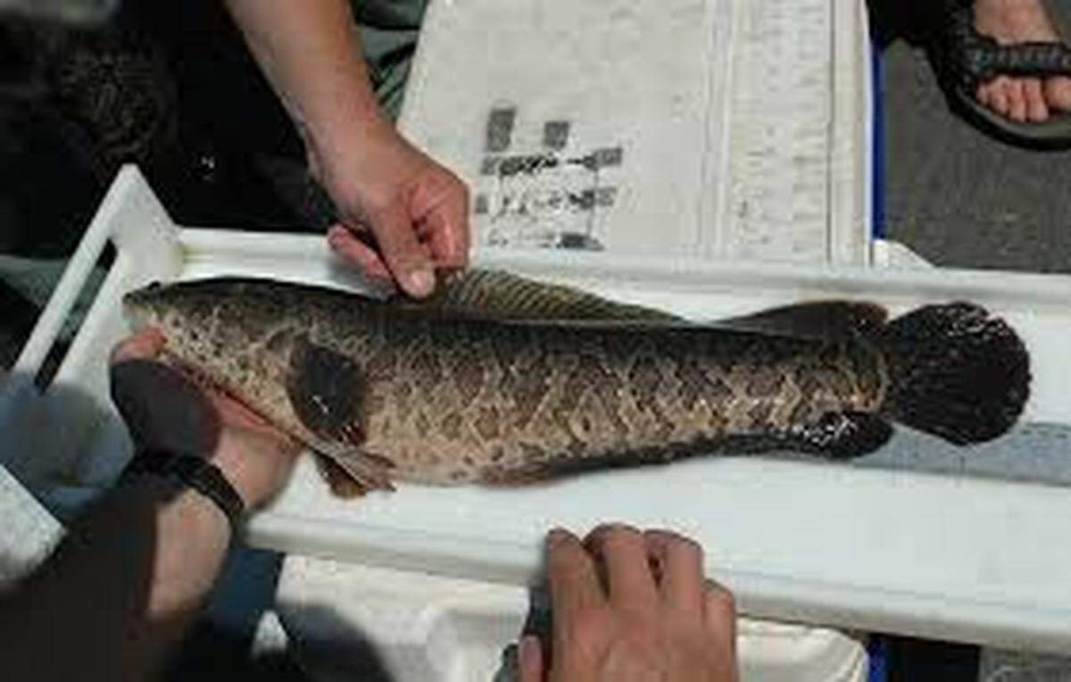 Snakehead fish