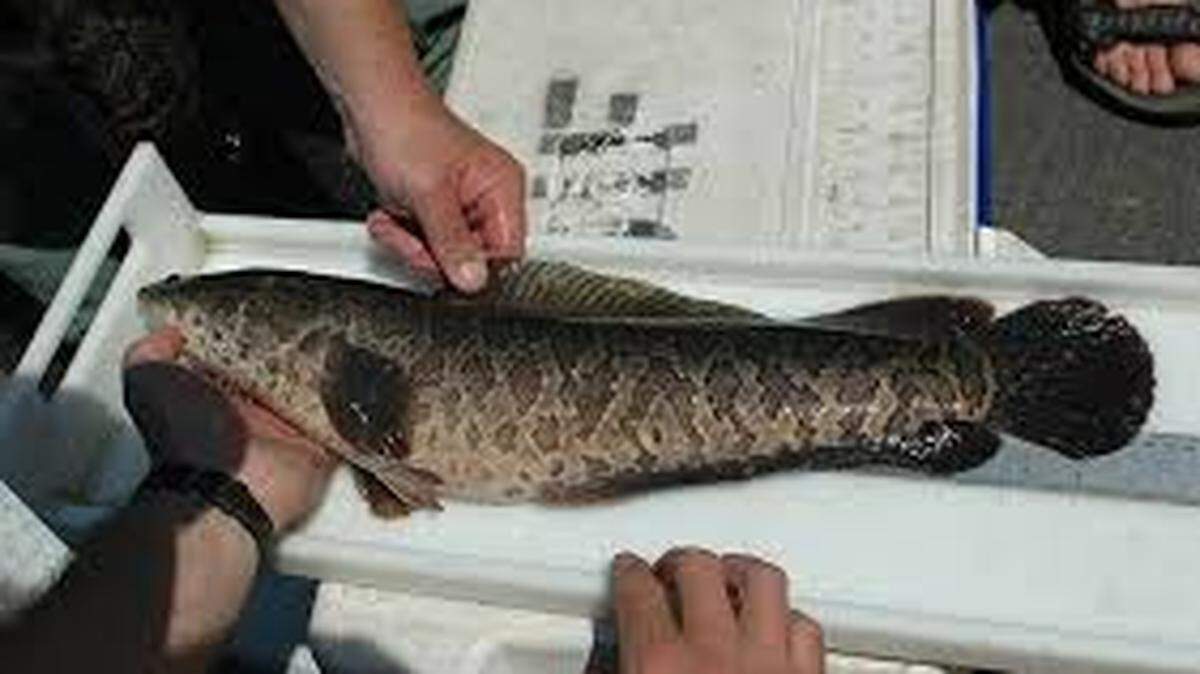 Snakehead fish