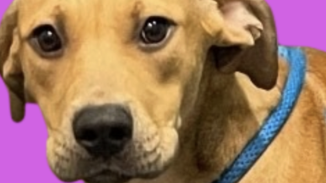 Opal, a 9-month-old boxer/hound mix loves to play and is full of a sense of adventure.