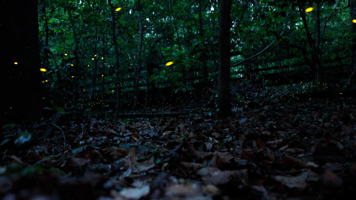 Fireflies blink in unison at Congaree National Park.