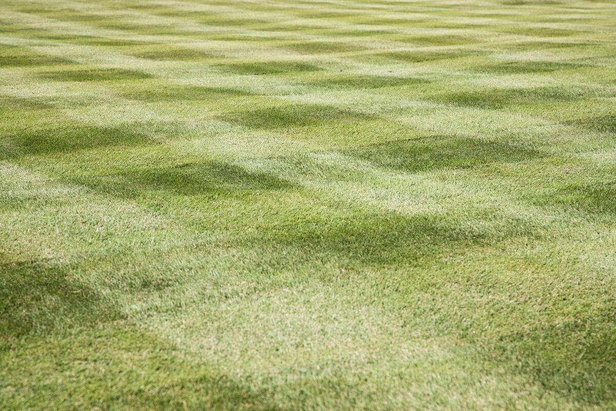 Readers of The State newspaper told us which lawns they think are the best around Columbia, South Carolina. This lawn in the north Columbia neighborhood was photographed on Friday, October 7, 2022.