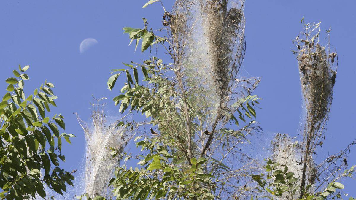 In this file photo, webworms ensnare a portion of tree.