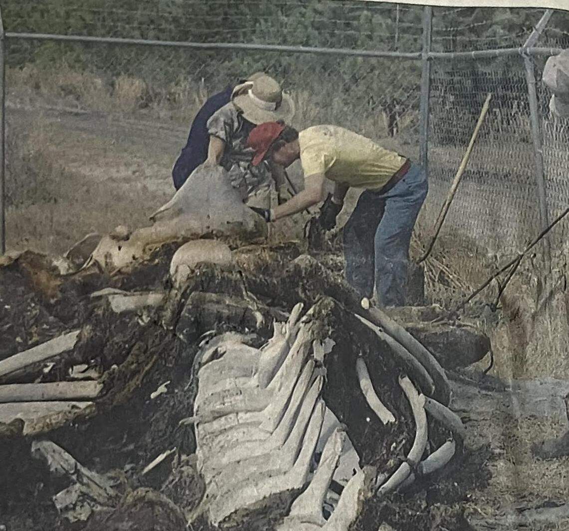 Workers from the State Museum in Columbia cut flesh from a rotting whale in 1990. The whale washed up on the beach at North Myrtle Beach in 1986. Plans were to display the bones in the State Museum, but it never happened.