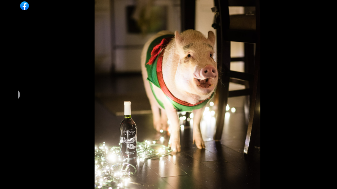 Some customers have turned to Yelp to describe their interactions with Pinot the Pig.