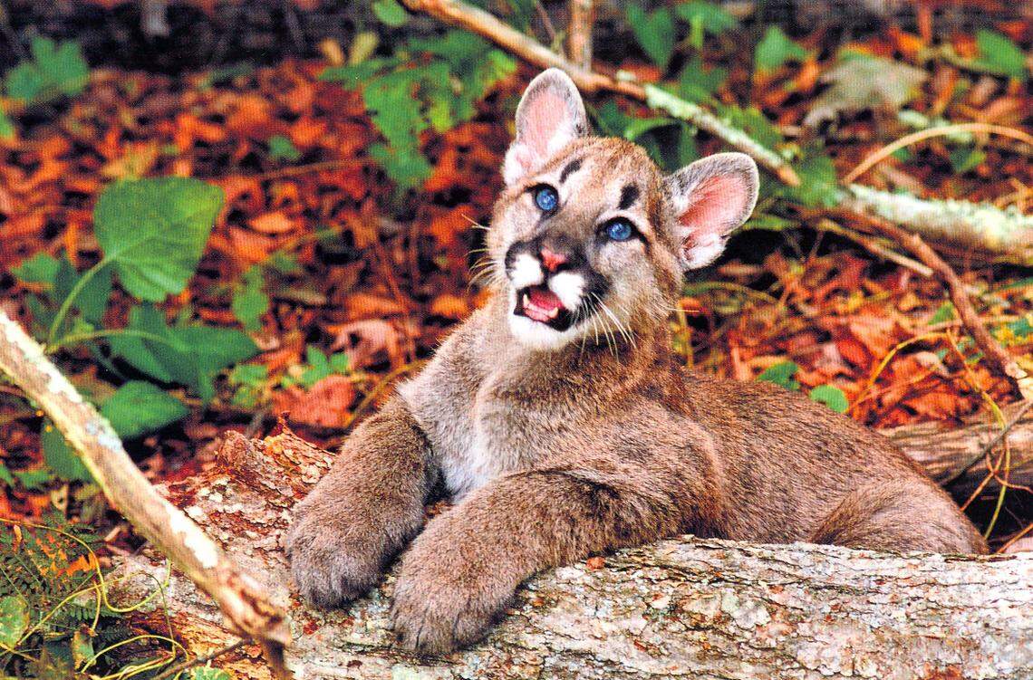 Aspen, Grandfather Mountain’s late Western cougar, had striking blue eyes, which most cougar cubs exhibit at their young age but lose in adulthood. He, however, retained them, along with a special fondness for his keepers and other visitors.