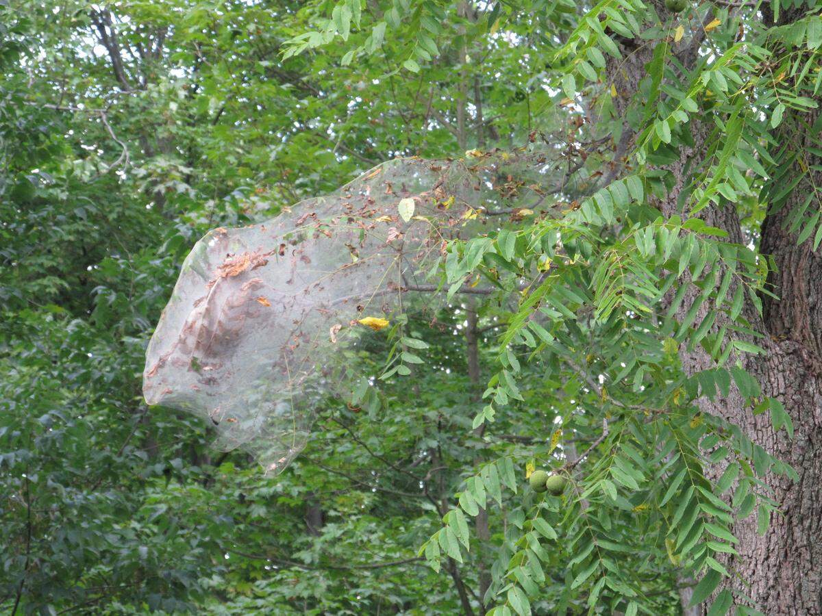 In this file photo, a fall webworm web drapes a tree.