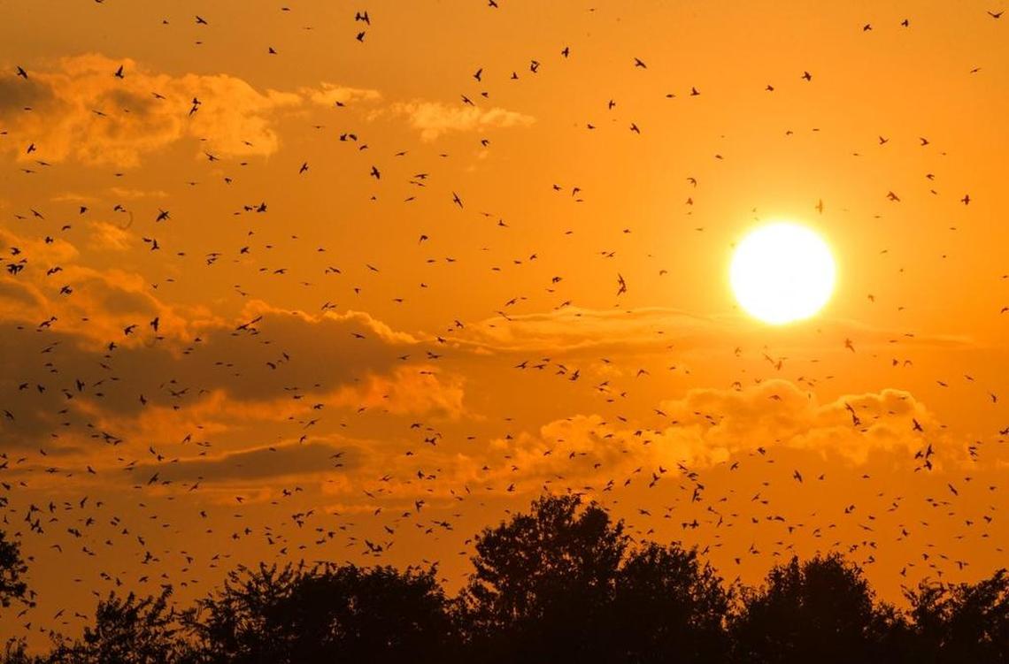 The Purple Martins return to Bomb Island to roost during summer evenings.
