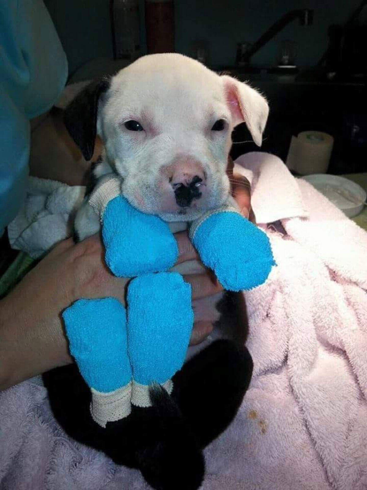 While in recovery, Jake had to bathe twice a day to scrub the burned skin off.