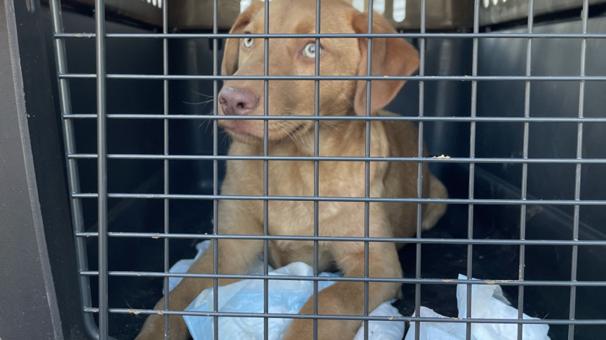 166 dogs were seized from what law enforcement called a puppy mill in Pickens County