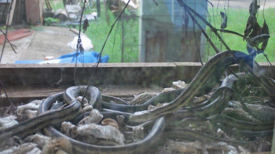 Captive snakes like these are some of the wildlife being traded through South Carolina either illegally or because the state’s laws are limited.
