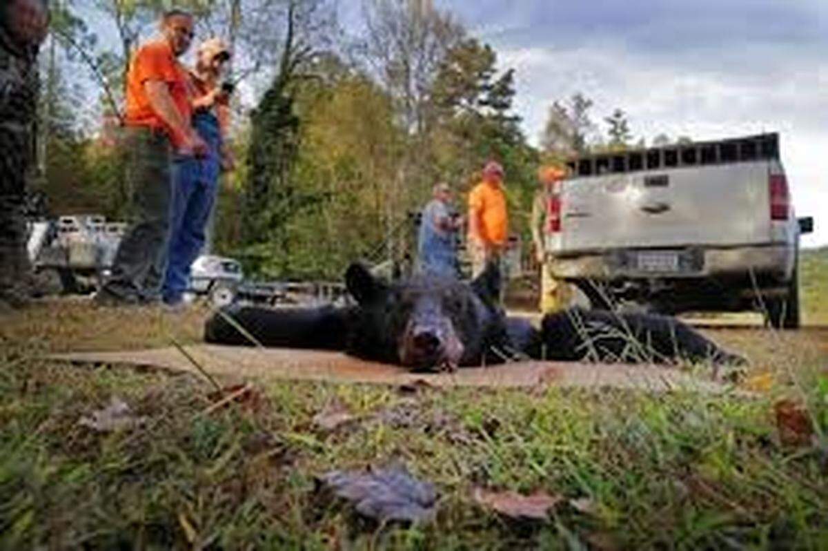 Hunters surround a black bear they killed in South Carolina’s mountains in 2016. The photo was taken in the Eastatoee Valley of Pickens County.