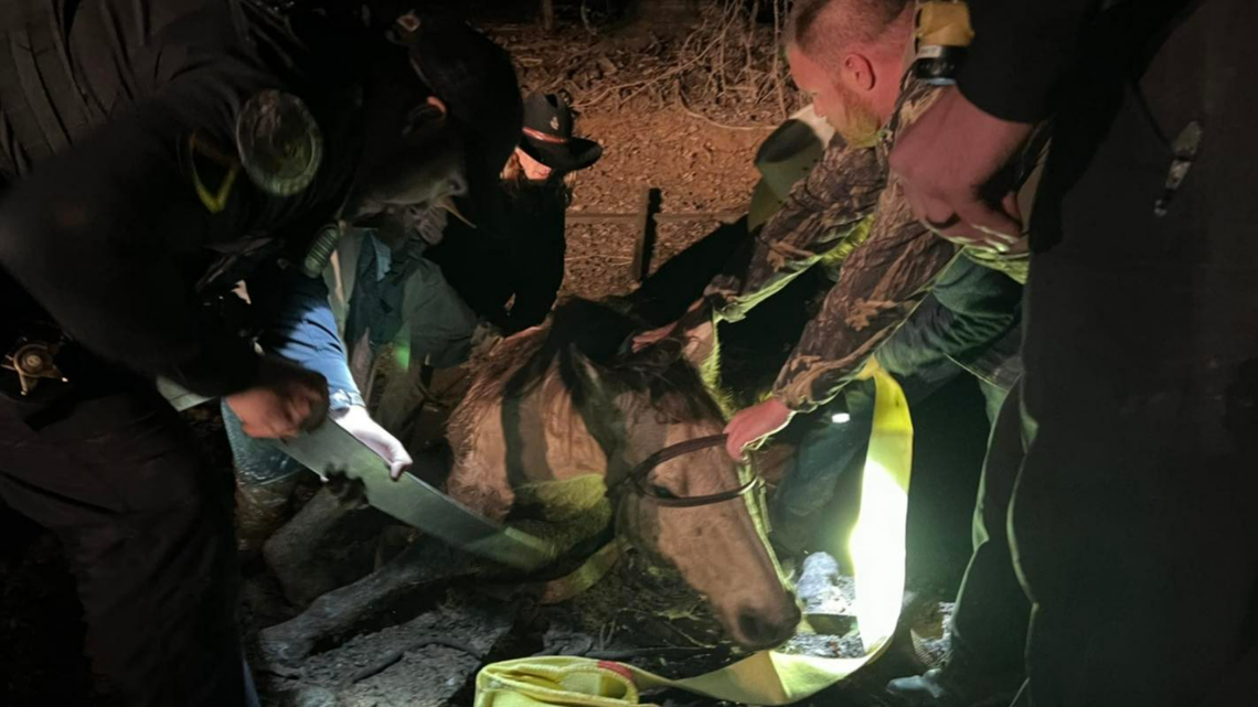 A horse was found stuck neck deep in mud in Anderson County, South Carolina. Rescuers used an ATV to help pull it free on Sunday, Dec. 19.