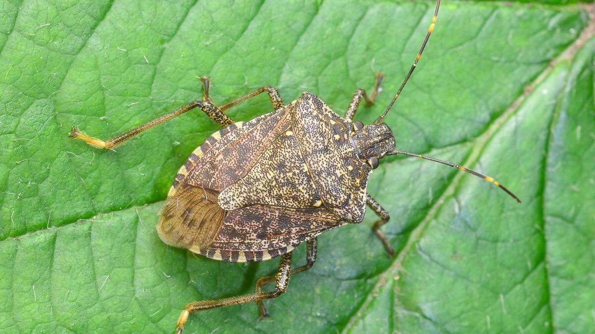 This bug, first seen in 1998 in Allentown, Pennsylvania, is now in 41 states and part of Canada.