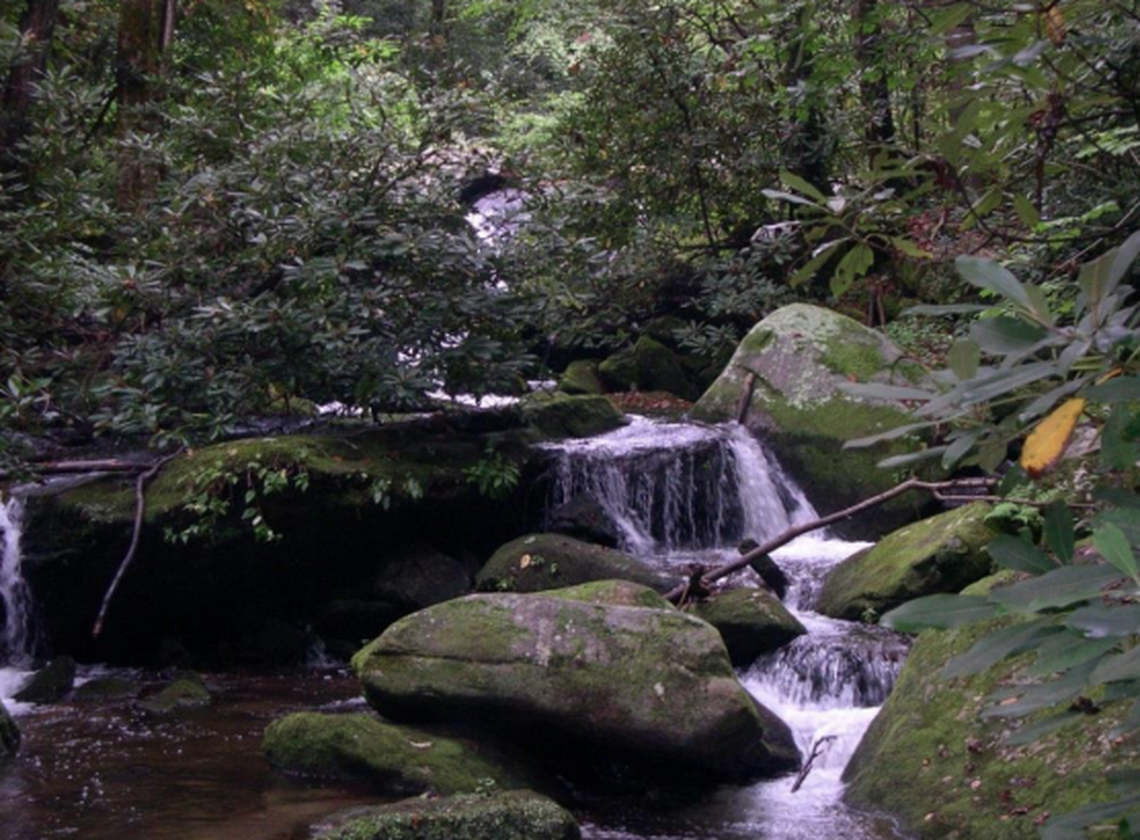 The North Saluda Watershed creeks are kept pure by limiting use throughout the property.