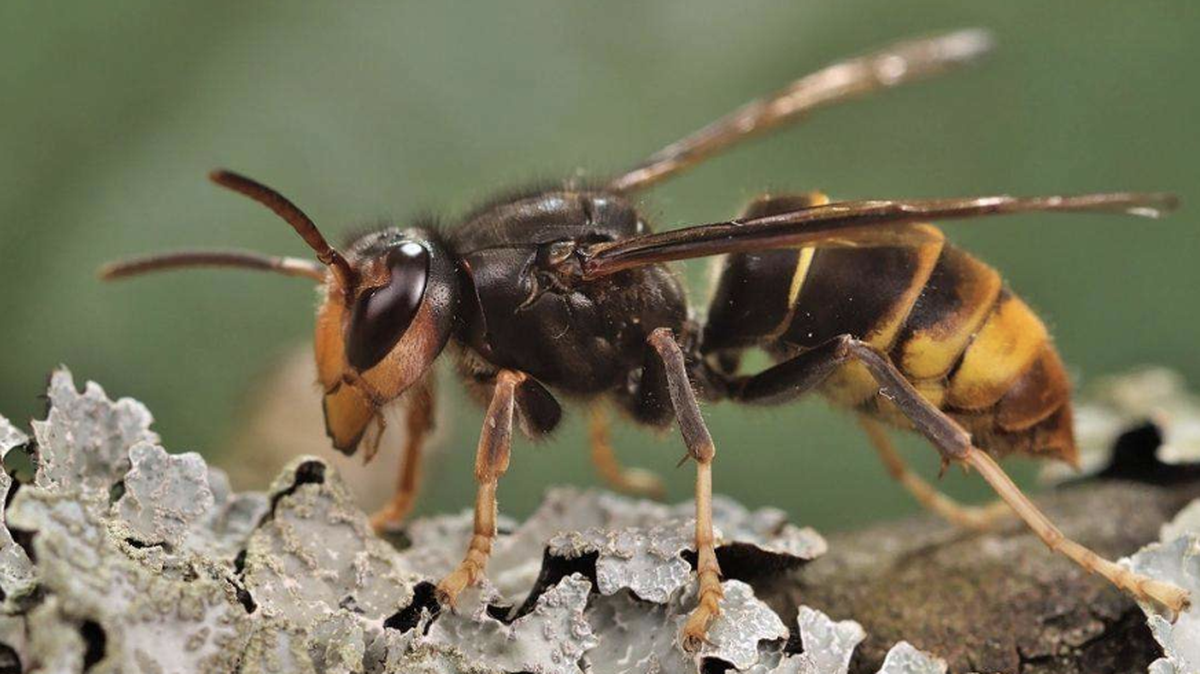 An invasive yellow-legged hornet was found in Jasper County SC in March. They are a threat to honeybees.