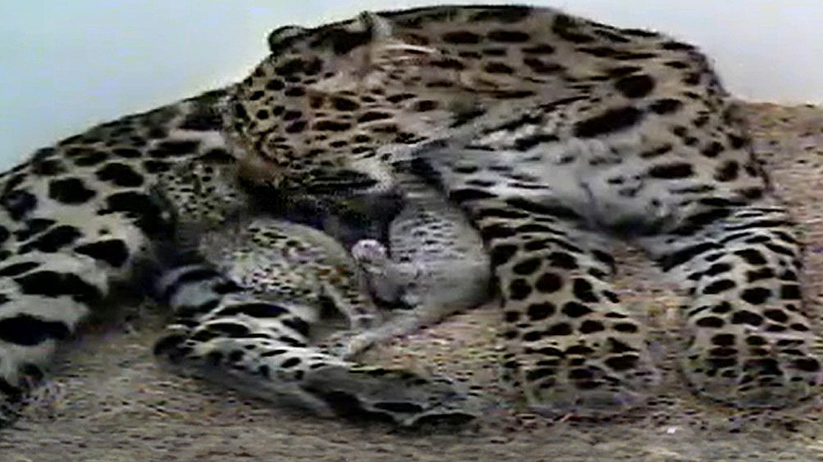 Two Amur leopard cubs were born at the Greenville Zoo May 17.