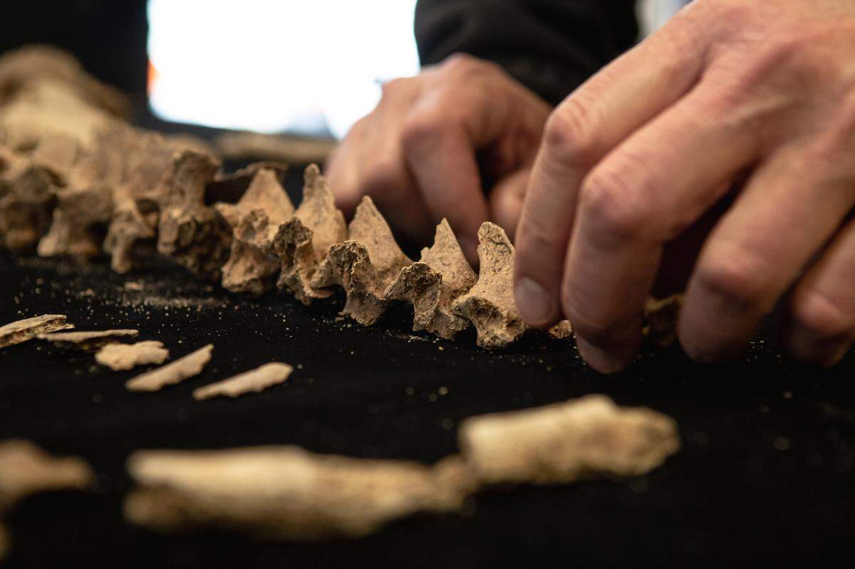 Dr. Bill Stevens arranges the vertebrae of a soldier at the Richland County Coroner’s Office.