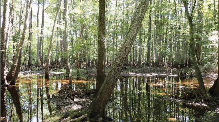 Landowners seek to overturn approval for huge power plant in South Carolina