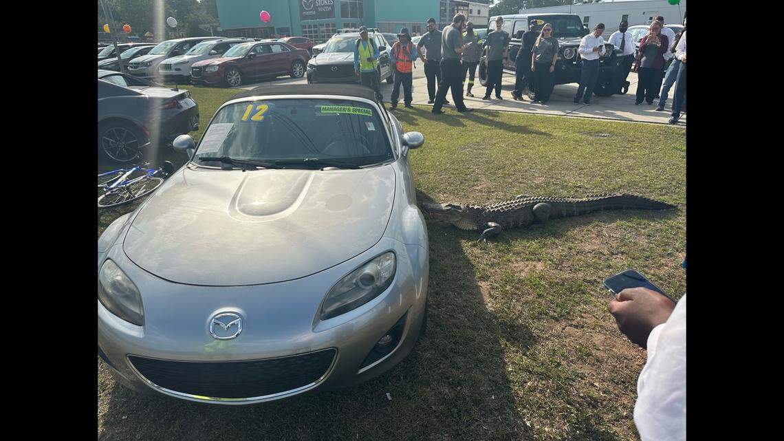 A large alligator showed up at a Mazda dealership in eastern South Carolina, and photos shows he actually paused to browse before being carted away by wildlife officers.