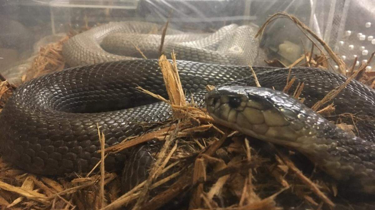 This monocled cobra was displayed for sale at a reptile show in Columbia in 2021. The 2025 state Legislature is considering a ban on private ownership of venomous snakes.
