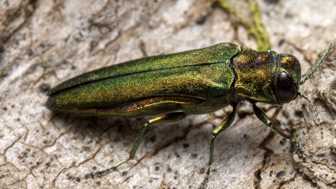 The emerald ash borer has a foothold in Upstate SC, destroying and damaging thousands of trees.