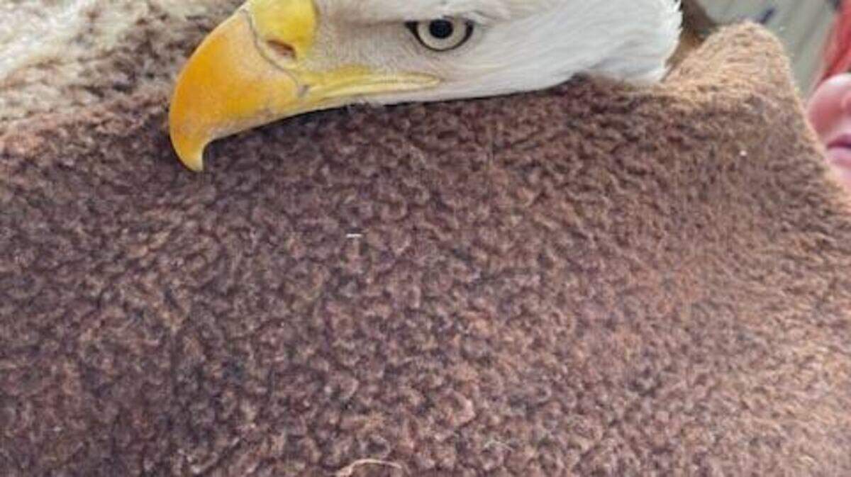 An image of the bald eagle, wrapped in a towel. The animal was taken to a bird sanctuary for treatment.