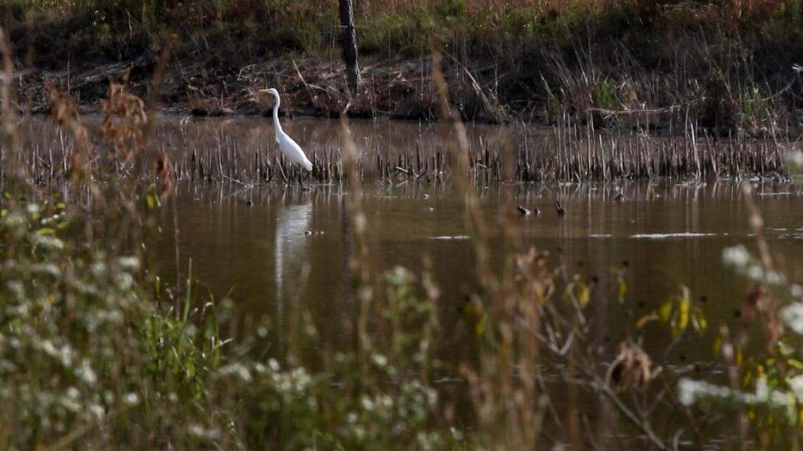 As flooding increases, Trump reduces wetlands protections, sparking concern in SC